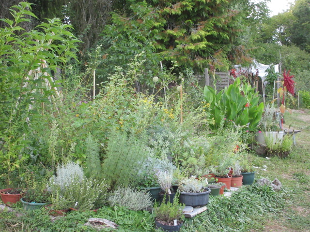 Jardin avec diverses plantes
